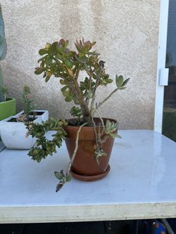 Planter / Pot / Plant / Succulent 