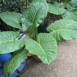 Elephant Ear Plants Home Grown