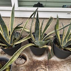 Agave Plants