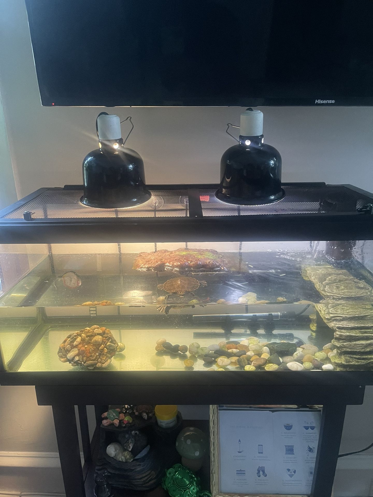20 Gallon Turtle Tank + Water Heater+Filter + Basking Platform+light Dome