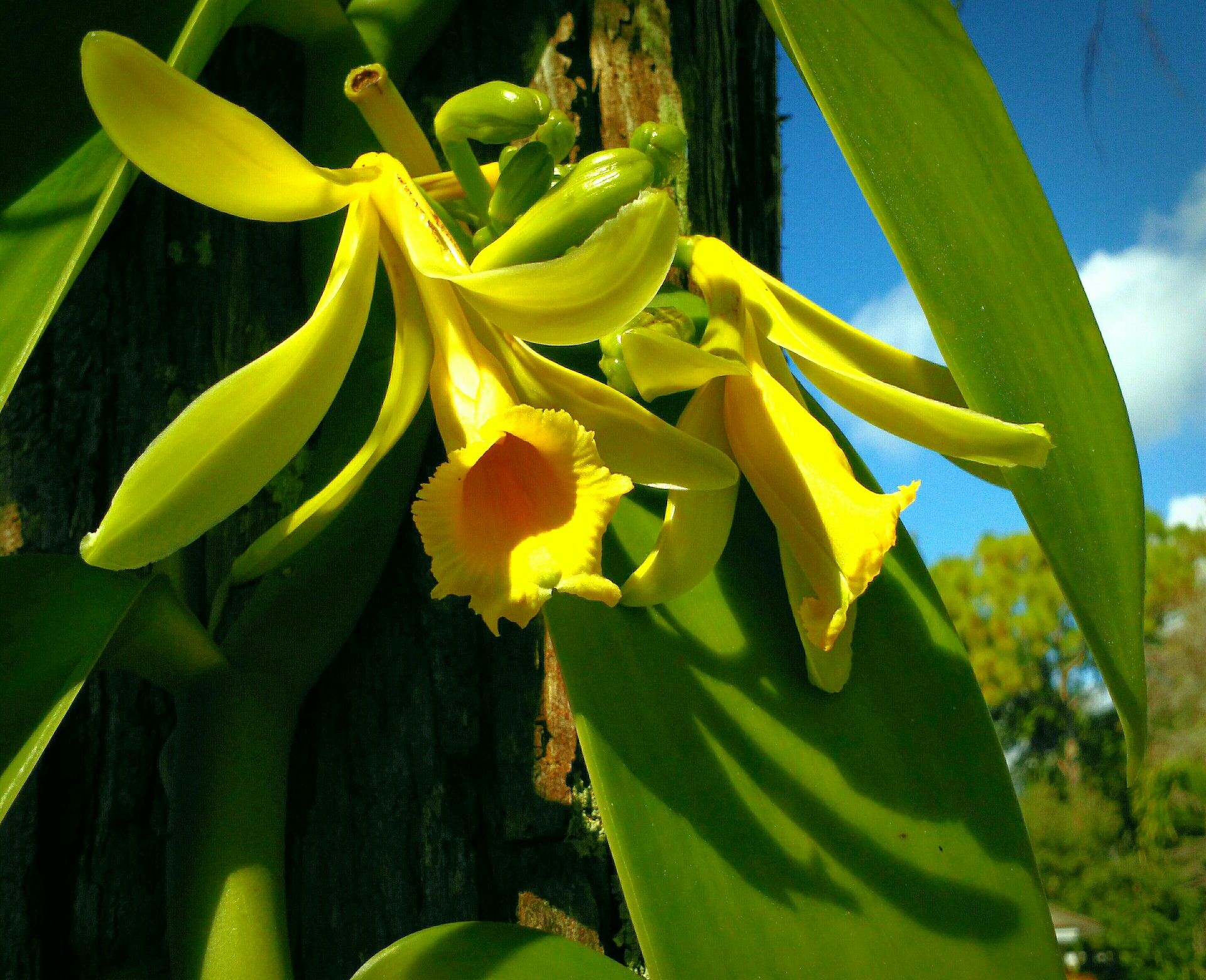 Vanilla Bean Orchid for Sale in West Palm Beach, FL OfferUp