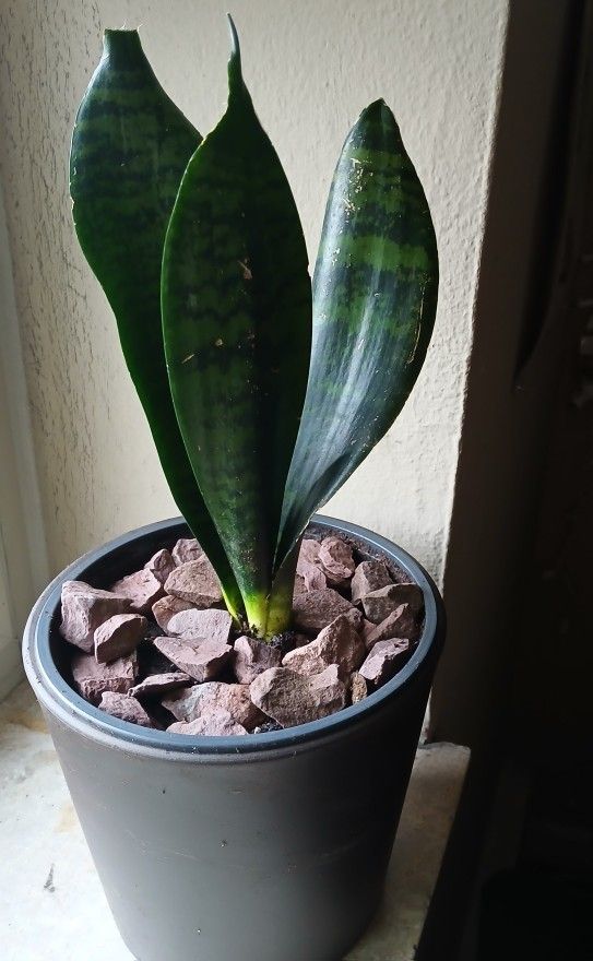 Snake Plant Live