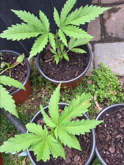 Plant High Grade Wee d/  Can nibus