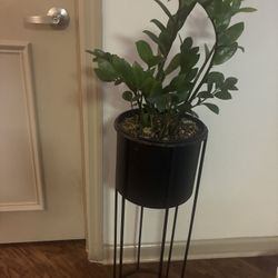 Live ZZ Plant And Plant Stand 