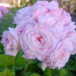 Rare Rose Geranium Plant In White Pot