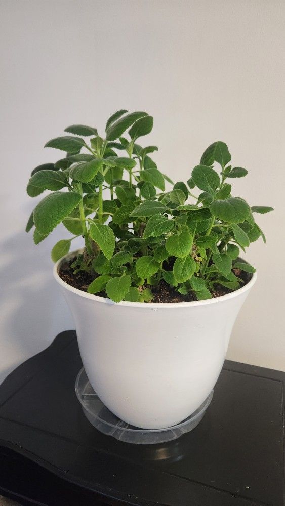 Boldo Plant