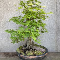 Maple 🍁 Bonsai plant