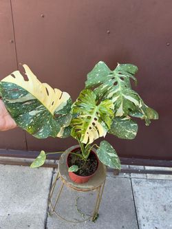 6” monstera thai constellation