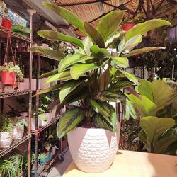 Calathea Indoor Plant 