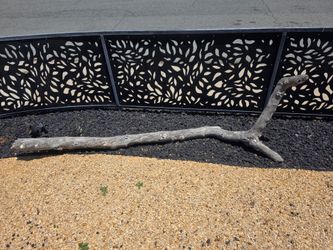 Drift wood 12feet