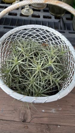 Plant