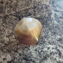 The Mother of Pearls