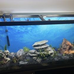 60 Gallon Fish Tank