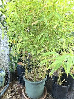 Bamboo
