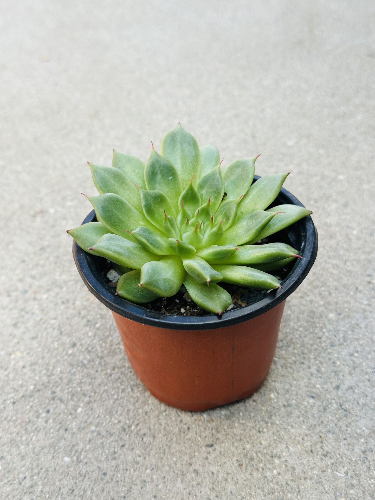 Succulents plants 🪴