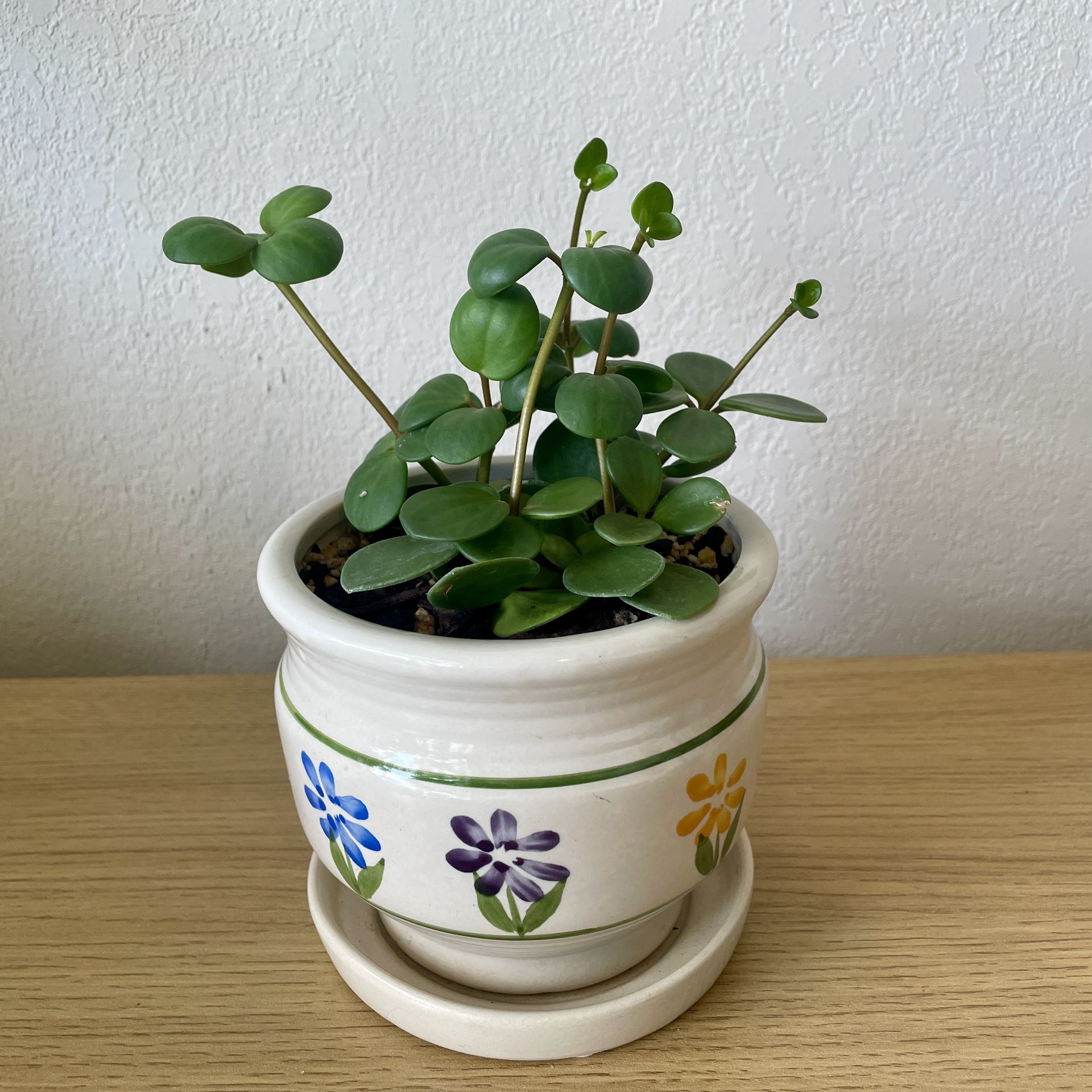 Peperomia Hope Houseplant in 5in Ceramic Planter