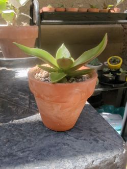 Establish succulent and mini terracotta pot