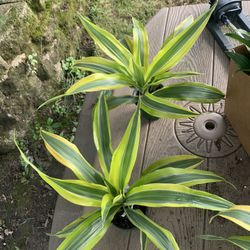Lime Green Dracana Plants!! $15 Each!! 