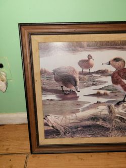 American Widgeon art