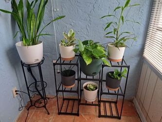 Plants + Plant Stands