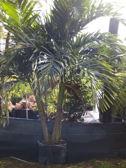 SALE! CHRISTMAS PALM IN 15 GALLONS OVER 6' FEET TALL WITH MULTIPLE TRUNK FOR ONLY $65! ONLY A FEW LEFT