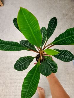 Euphorbia leuconeura