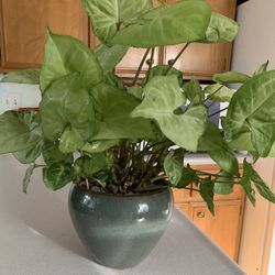 House Plants This One $15