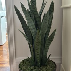 Decorative snake plant (not real)