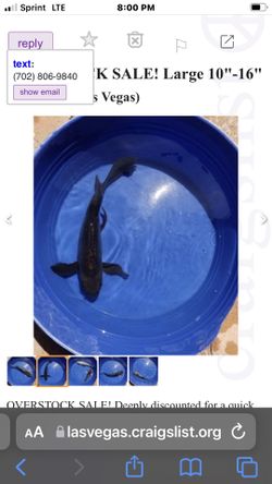 Koi Rescue