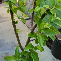 Guava Tree
