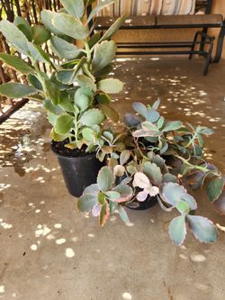 pink lady kalanchoe succulent