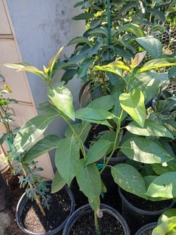 Grafted Avacado