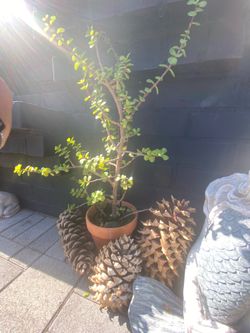 JADE PLANT