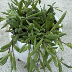 String Of jewels In A Nice Ceramic Pot $12