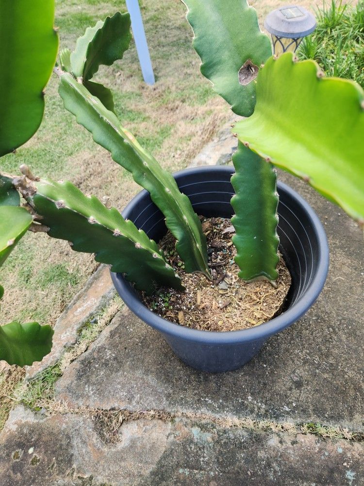 Dragon Fruit plants in pot