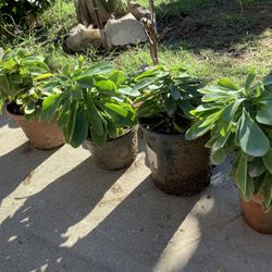 Euphorbia Trigona Succulents 