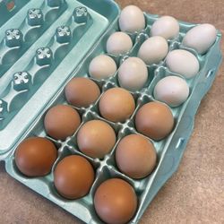 Hatching Eggs!