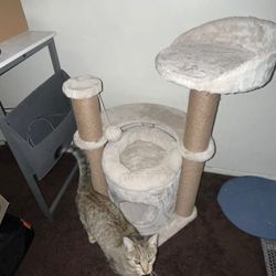 Cat Tree