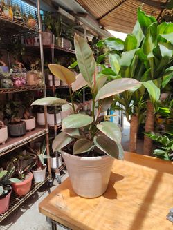 Ficus Elastica Ruby