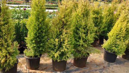 Emerald green arborvitae shrubs trees 4ft 6ft