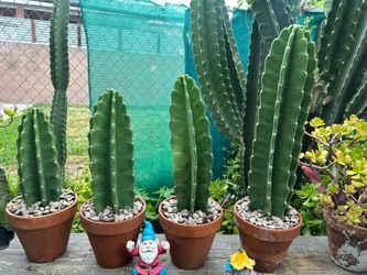 Cactus 🌵 $15 each con Maceta de Barro
