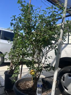 Pomegranate Plant For Sale