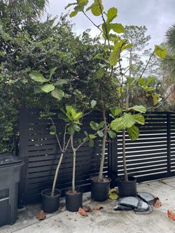 Ficus Lyrata Plants