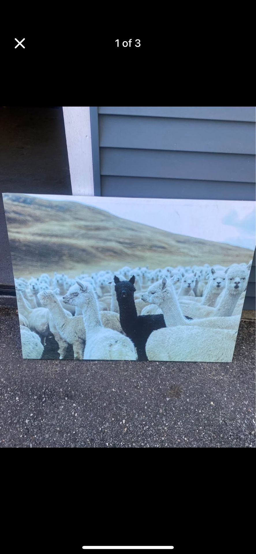Canvas Wall Art