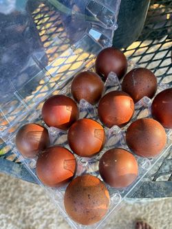 BCM eggs