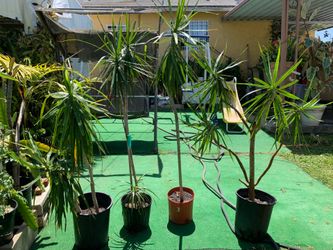 Dracena Palms