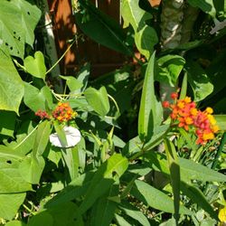 Milkweed  Plant