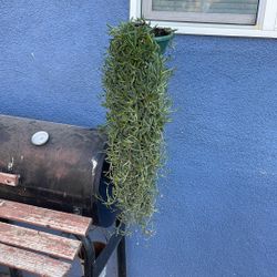 Muy bonita, planta de sombra