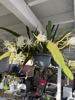 White Epiphyllum Big