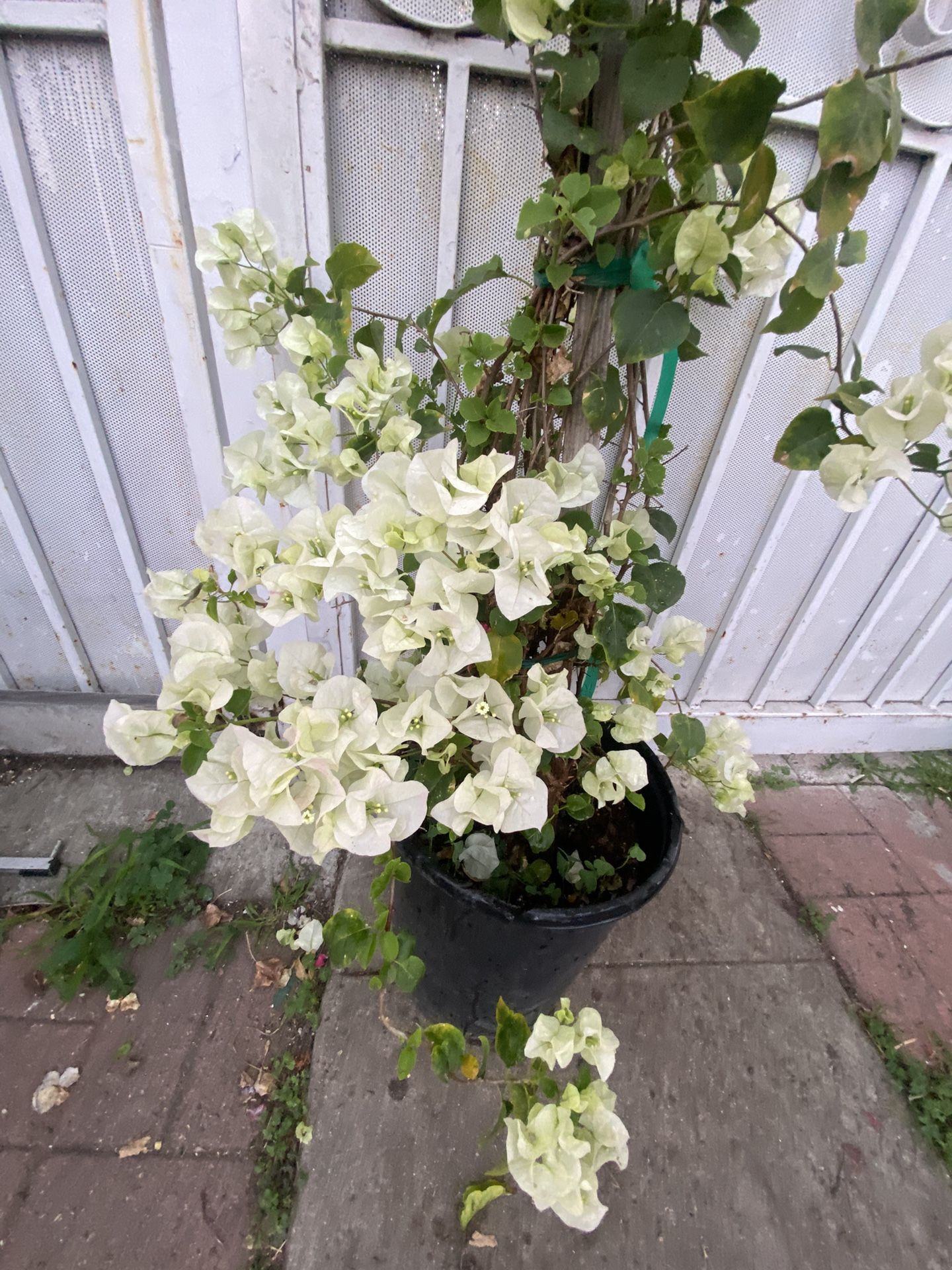 Bougainvillea, Veranera, Camellina Trellis Or Climber Plant , In 5 Gallons Pot 5 Feet Tall Pick Up Only